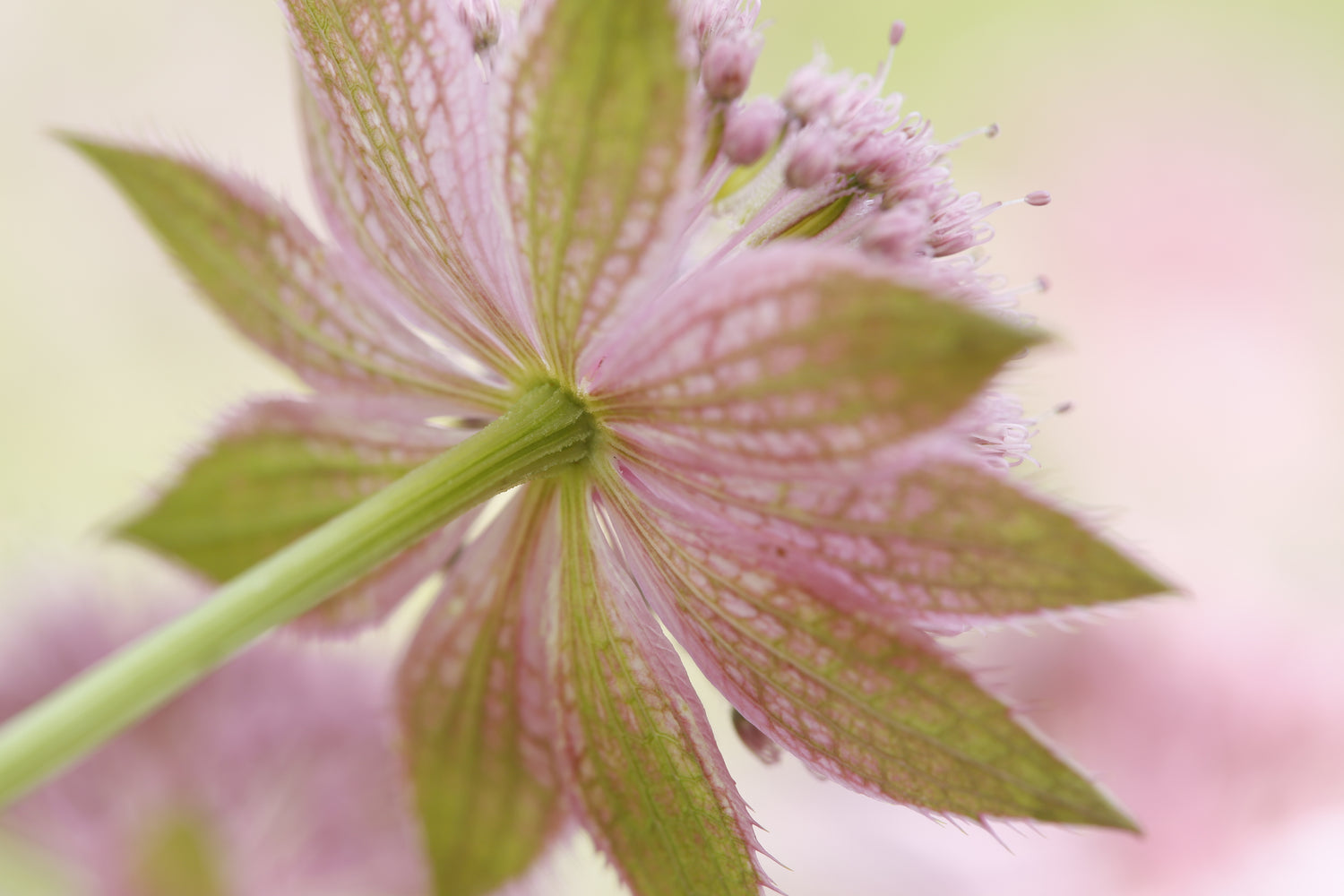 Detalle de una flor observada con atención